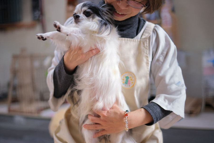 犬の整体（理学療法）