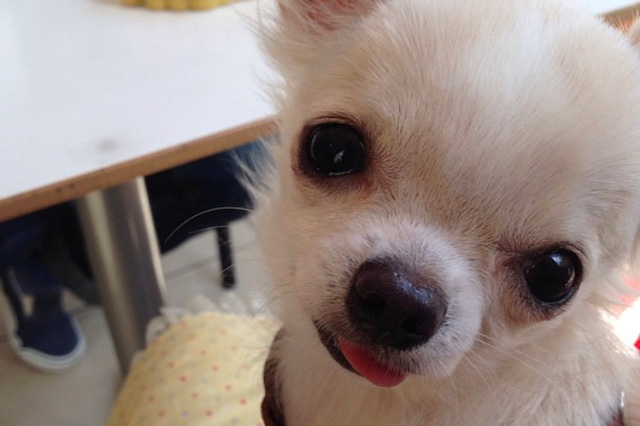 愛犬のアンディ