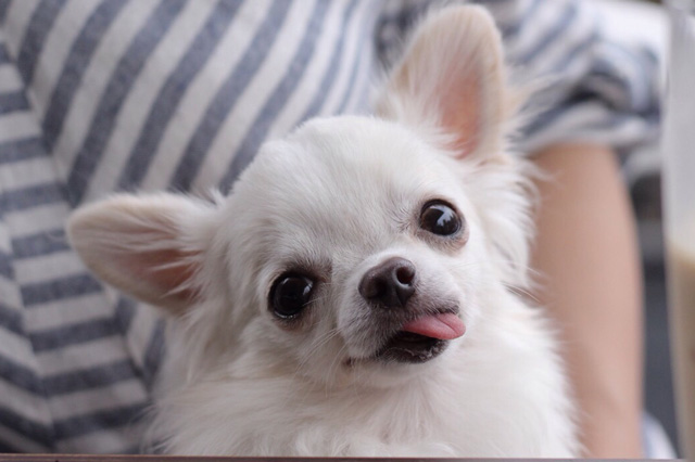 愛犬のアンディ