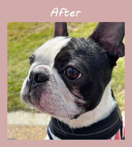 施術後は毛質が良くなり、肉球も柔らかく