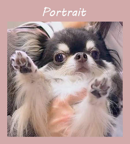 くろず　6歳　ロングコートチワワ