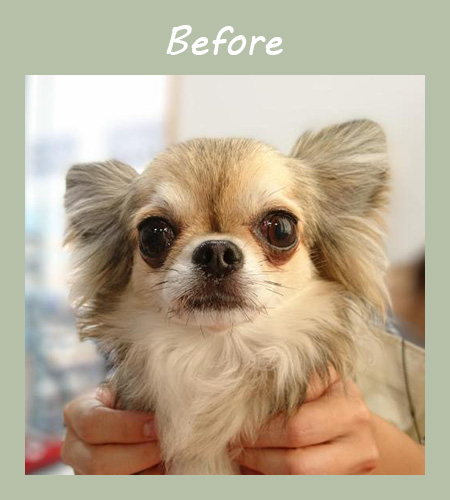 施術前は涙やけに悩んでいた