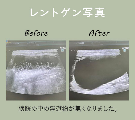 レントゲン写真（施術後は膀胱の中の浮遊物が無くなった）