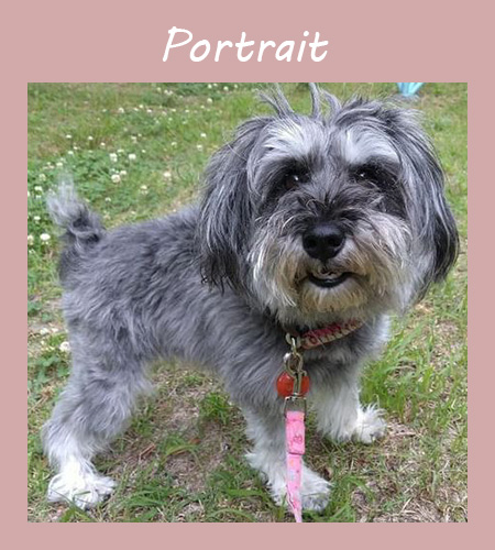 もみじ　5歳　ミニチュアシュナウザー