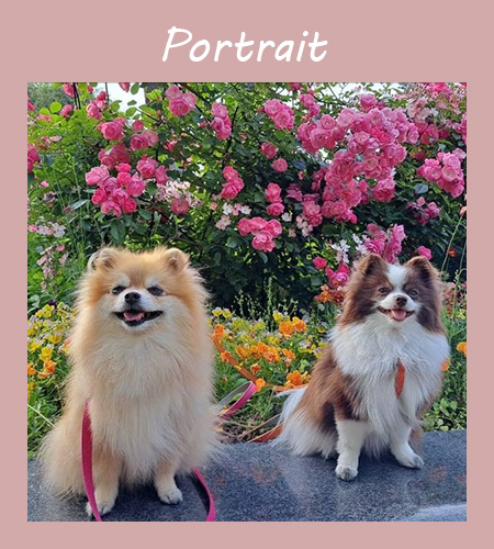 麦　10歳　ポメラニアン／楓　8歳　ポメラニアン